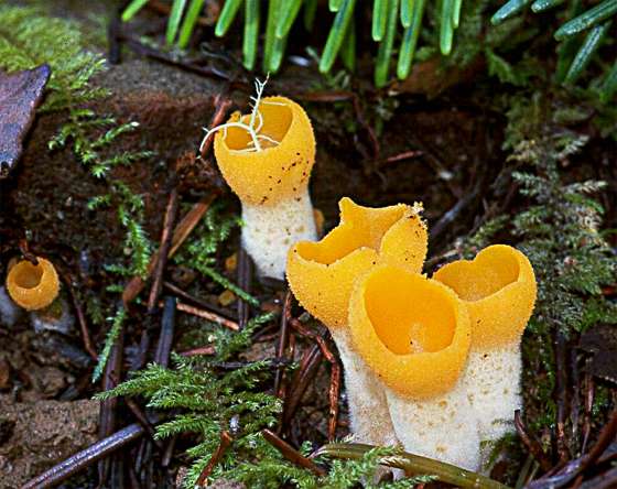 Sowerbyella rhenana